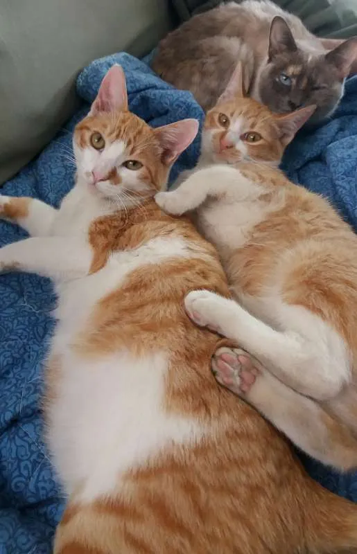 Gato ra a srd idade 2 a 6 meses nome Ricky & Daryl
