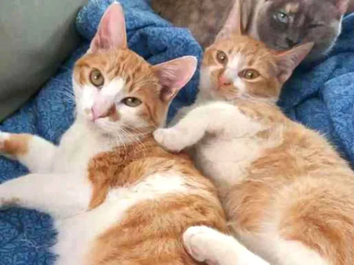 Gato ra a srd idade 2 a 6 meses nome Ricky & Daryl
