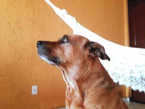 Cachorro raça Sem raça definida idade 6 ou mais anos nome Rico