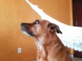 Rico