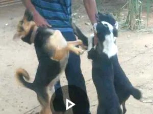 Cachorro raça Indefinida idade 2 a 6 meses nome Tuei