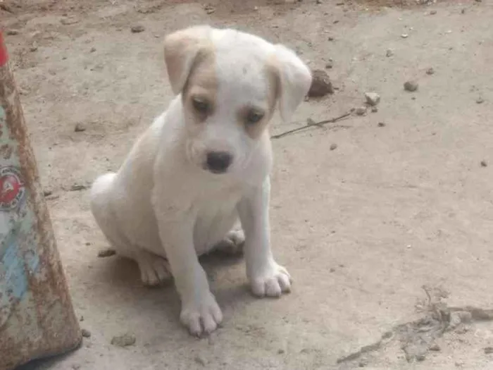 Cachorro raça  idade 2 a 6 meses nome Thor