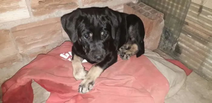 Cachorro raça Labrador misturado com outra r idade 2 a 6 meses nome Ainda não tem nome 