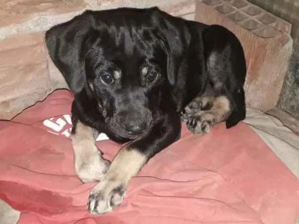 Cachorro raça Labrador misturado com outra r idade 2 a 6 meses nome Ainda não tem nome 