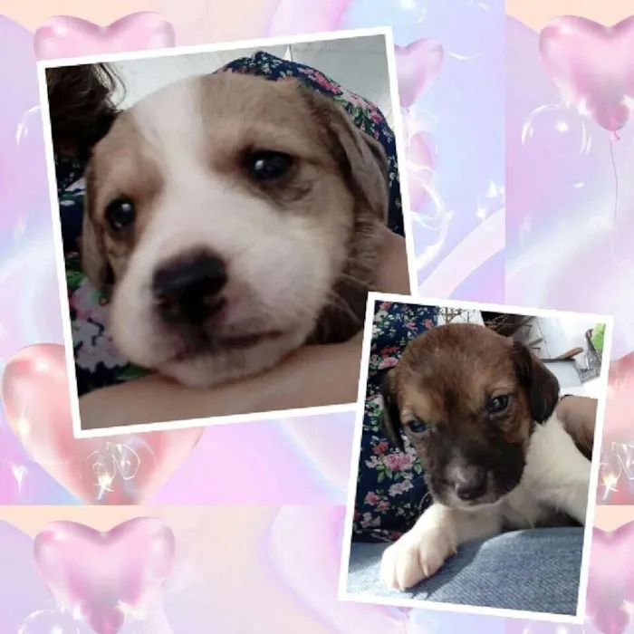 Cachorro ra a Vira-lata idade Abaixo de 2 meses nome Filhotes 