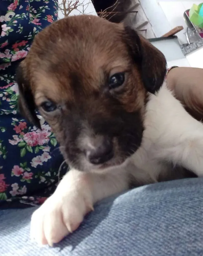 Cachorro ra a Vira-lata idade Abaixo de 2 meses nome Filhotes 