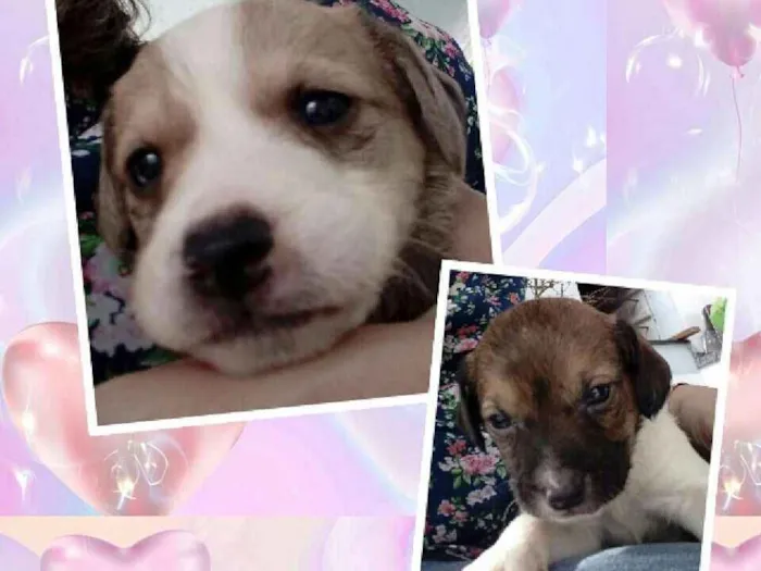 Cachorro ra a Vira-lata idade Abaixo de 2 meses nome Filhotes 