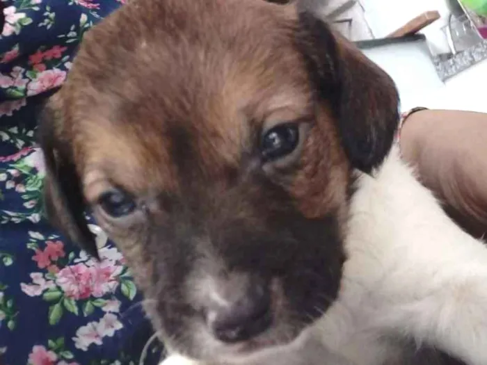 Cachorro ra a Vira-lata idade Abaixo de 2 meses nome Filhotes 