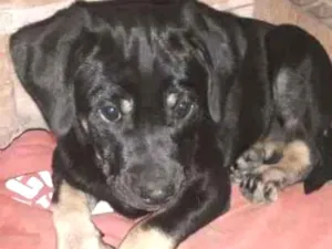 Cachorro raça Labrador misturado com outra r idade 2 a 6 meses nome Ainda não tem nome 