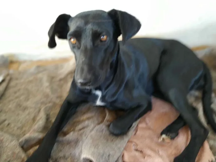 Cachorro raça Sem raça definida idade 2 anos nome Lili