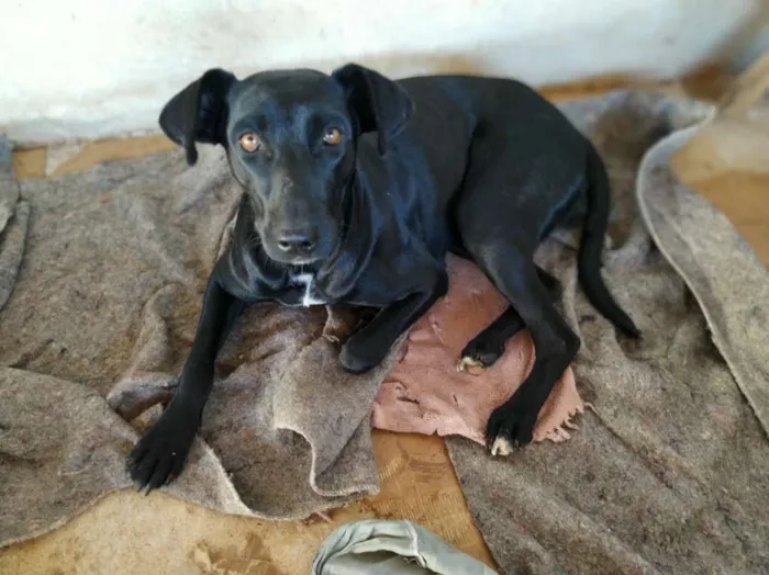 Cachorro raça Sem raça definida idade 2 anos nome Lili