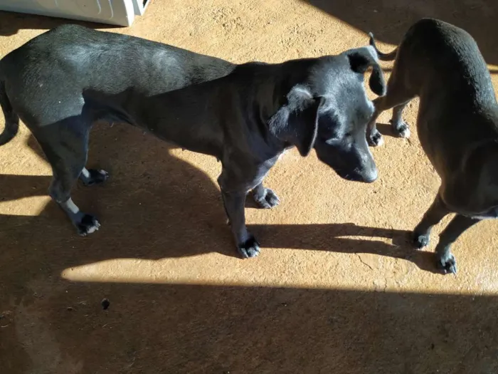Cachorro raça Sem raça definida idade 2 anos nome Lili
