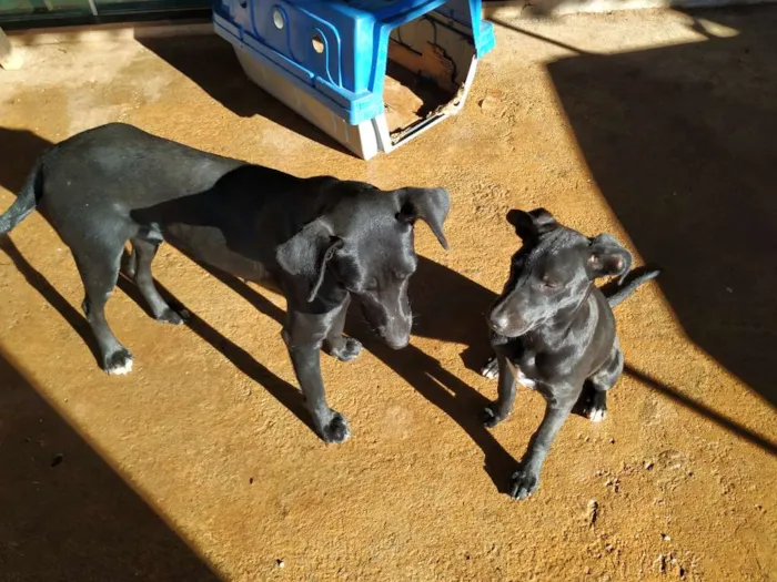 Cachorro raça Sem raça definida idade 2 anos nome Lili