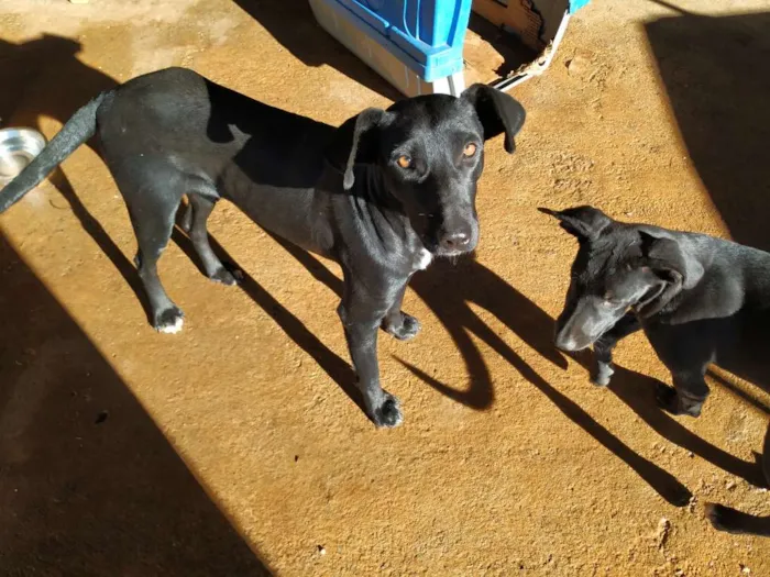 Cachorro raça Sem raça definida idade 2 anos nome Lili