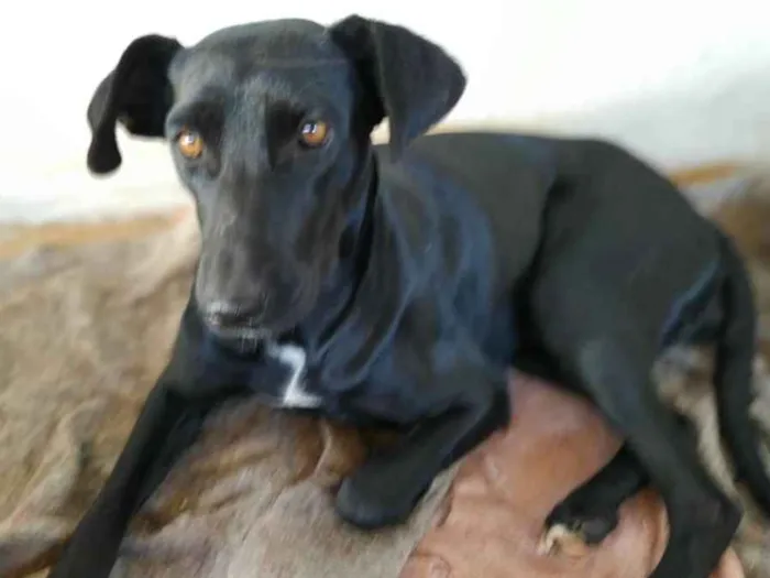 Cachorro raça Sem raça definida idade 2 anos nome Lili