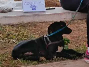 Cachorro raça Sem raça definida idade 2 a 6 meses nome Tim (de tímido)