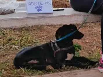 Cachorro raça Sem raça definida idade 2 a 6 meses nome Tim (de tímido)