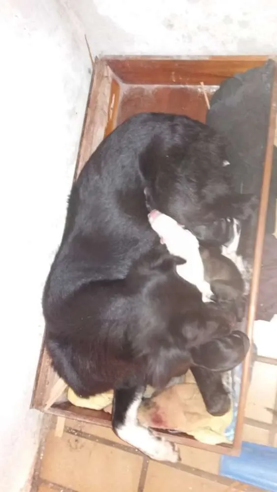 Cachorro ra a Sem raça  idade 4 anos nome Preta