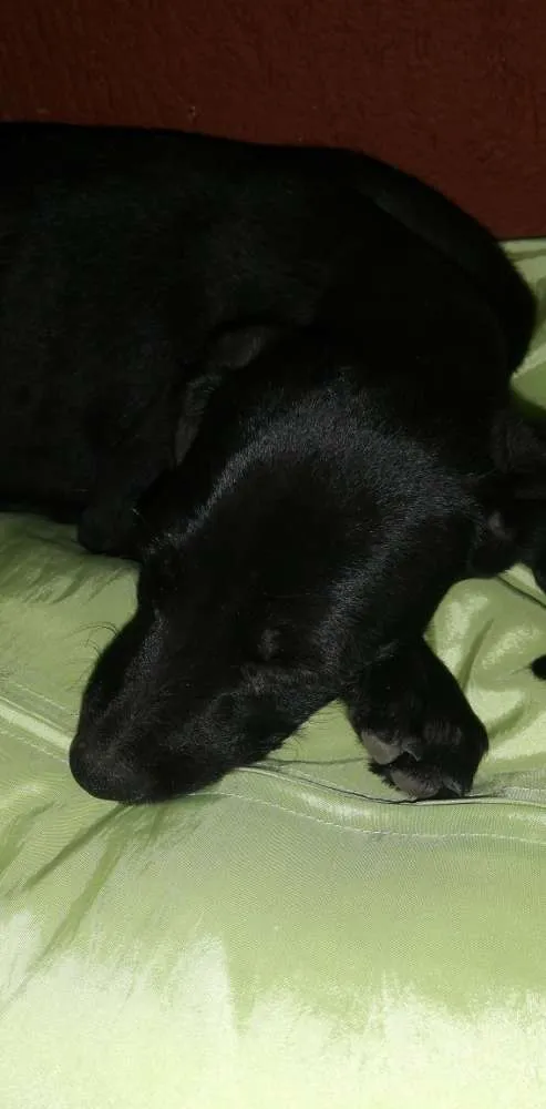 Cachorro raça Vira lata idade Abaixo de 2 meses nome Não tem nome