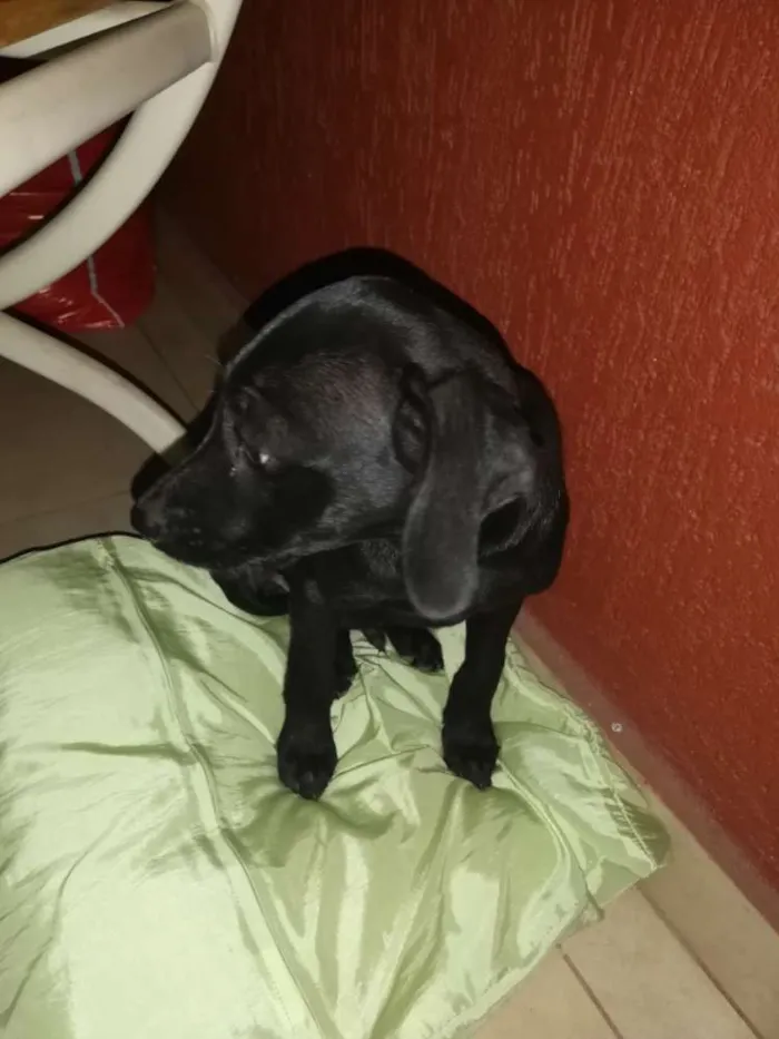Cachorro raça Vira lata idade Abaixo de 2 meses nome Não tem nome