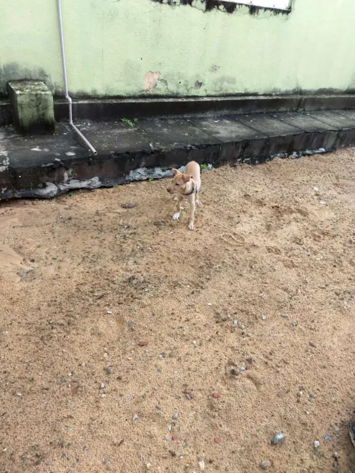 Cachorro raça Vira Lata idade 2 a 6 meses nome Raulf