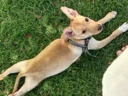 Cachorro raça Vira Lata idade 2 a 6 meses nome Raulf