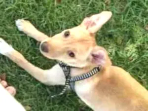 Cachorro raça Vira Lata idade 2 a 6 meses nome Raulf