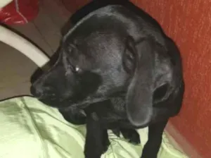 Cachorro raça Vira lata idade Abaixo de 2 meses nome Não tem nome