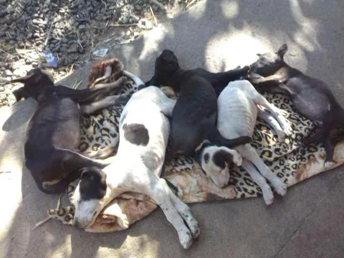 Cachorro ra a Sem raça definida idade 2 a 6 meses nome Sem nomes 