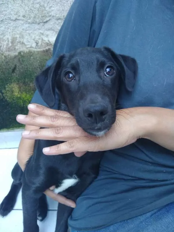 Cachorro ra a SRD idade  nome HUGO