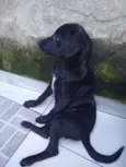 HUGO