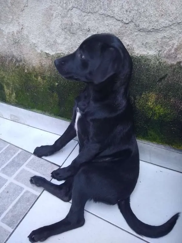 Cachorro ra a SRD idade  nome HUGO
