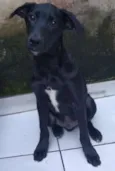 HUGO