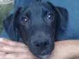 HUGO
