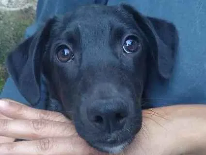 Cachorro ra a SRD idade  nome HUGO
