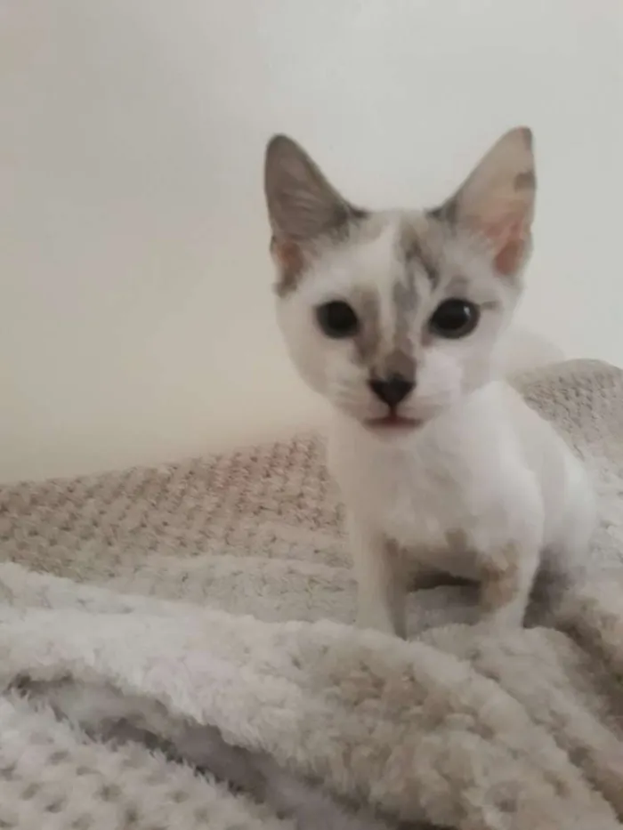 Gato raça Siamês idade 2 a 6 meses nome Ubi