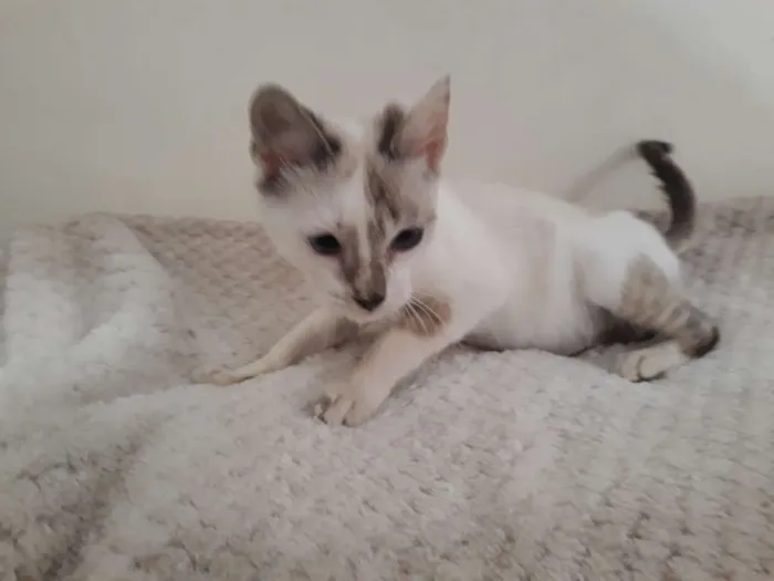 Gato raça Siamês idade 2 a 6 meses nome Ubi