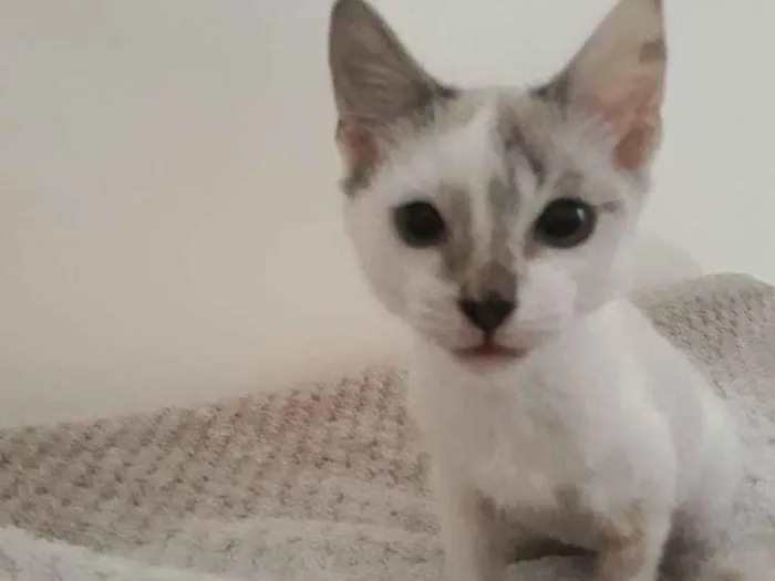 Gato raça Siamês idade 2 a 6 meses nome Ubi