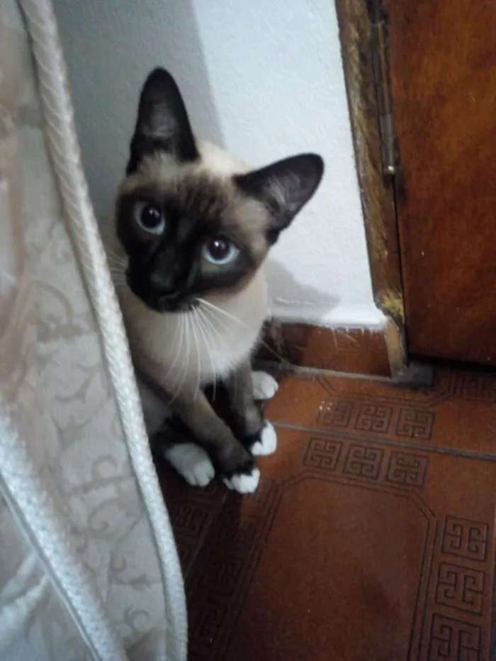 Gato ra a Siamês  idade 7 a 11 meses nome Mel