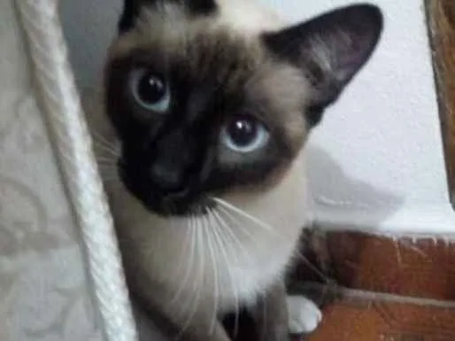 Gato ra a Siamês  idade 7 a 11 meses nome Mel