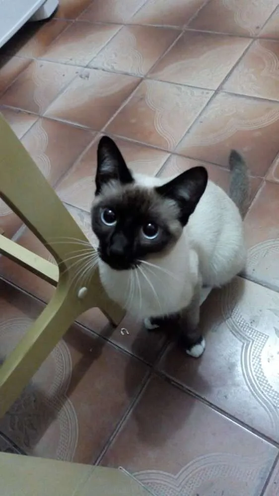 Gato ra a Siamês  idade 7 a 11 meses nome Mel