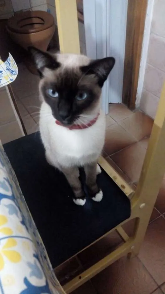 Gato ra a Siamês  idade 7 a 11 meses nome Mel