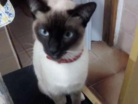 Gato ra a Siamês  idade 7 a 11 meses nome Mel