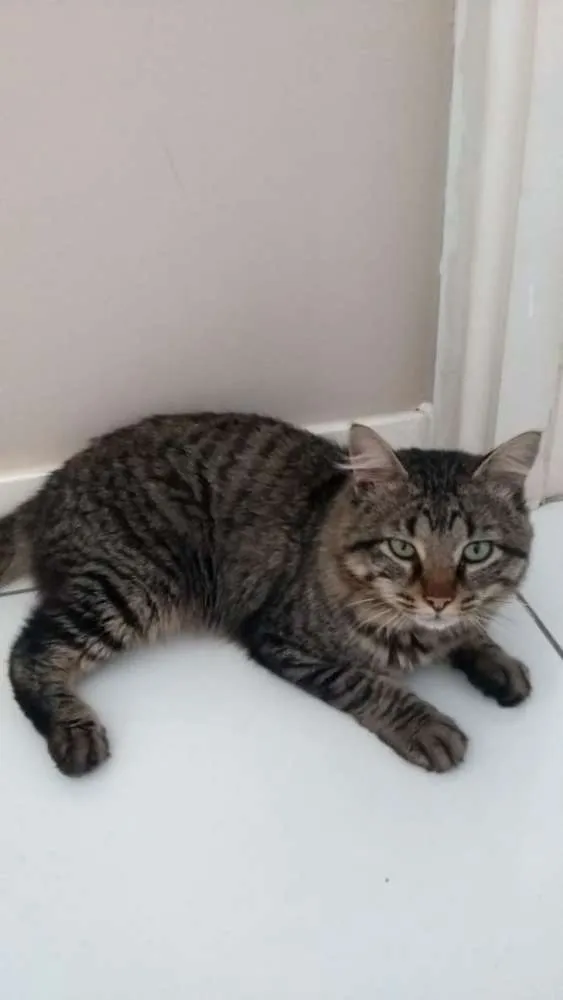 Gato ra a  idade 2 anos nome Tigrao 
