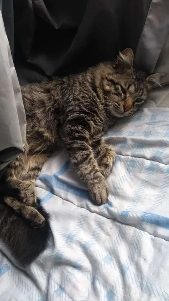 Gato ra a  idade 2 anos nome Tigrao 