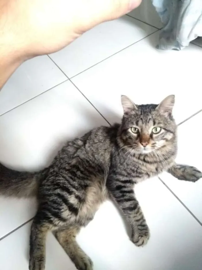 Gato ra a  idade 2 anos nome Tigrao 