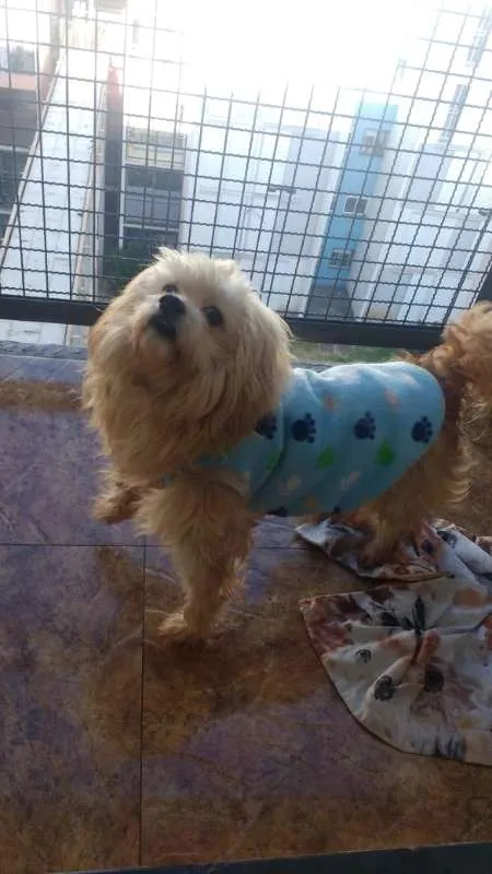 Cachorro ra a SRD idade 3 anos nome Max