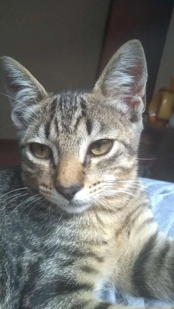 Gato raça  idade 7 a 11 meses nome Léo