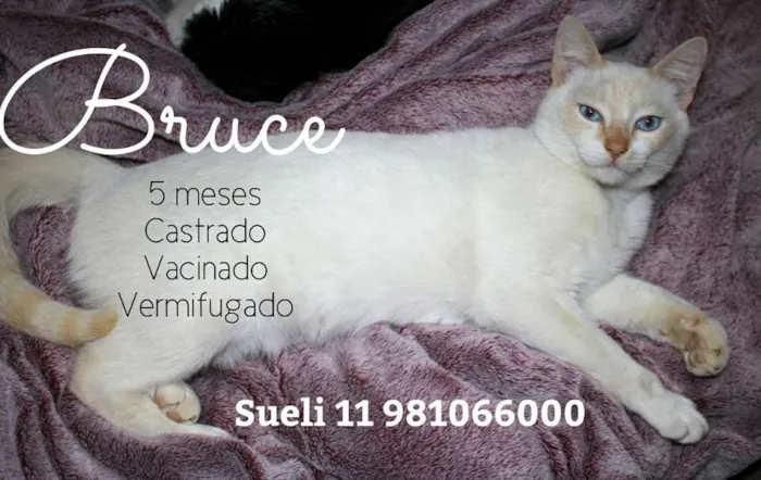 Gato ra a Srd idade 2 a 6 meses nome Bruce