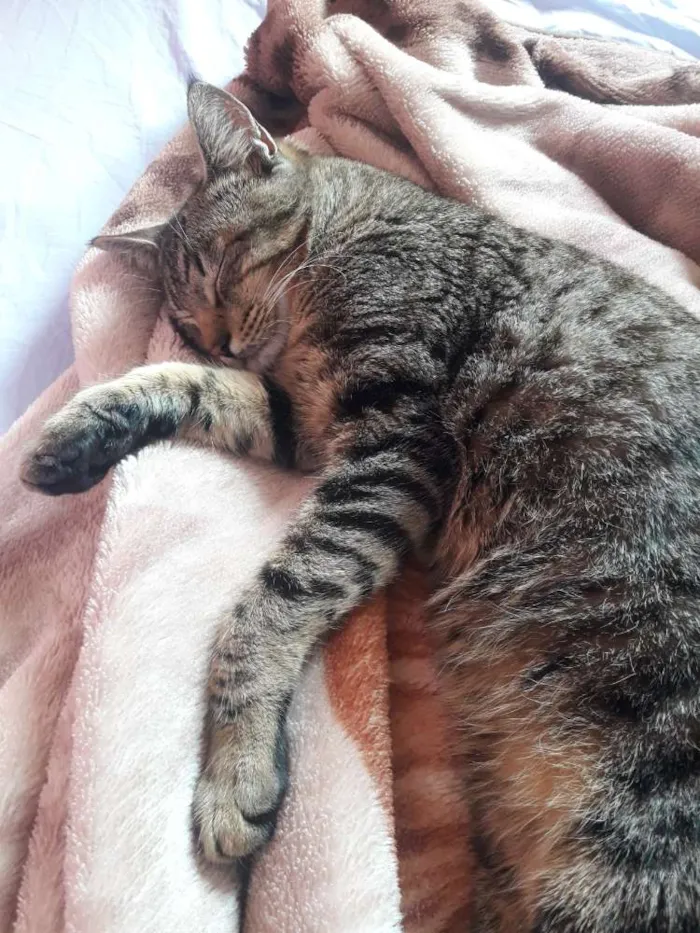 Gato raça  idade 7 a 11 meses nome Léo